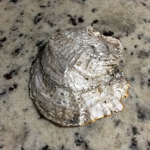 Painted oyster shells - Picture 6 of 8